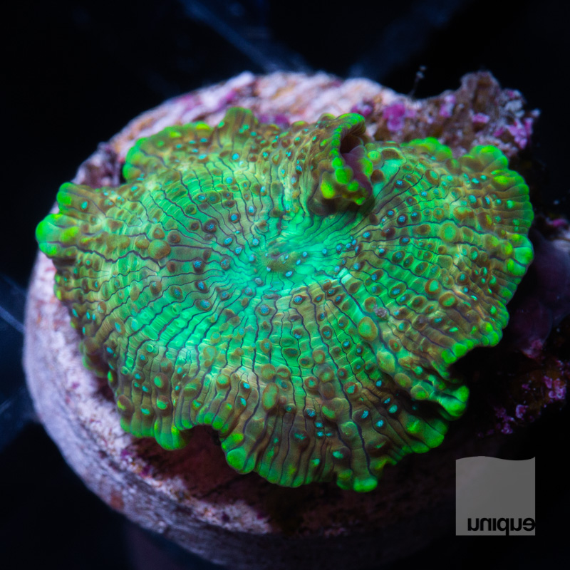 Green Mushroom 19 5.jpg