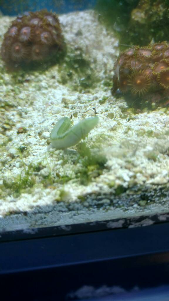 Green+nudi.jpeg