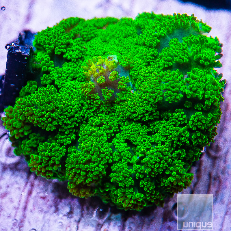 Green Pincushion Mushroom 59 20.JPG