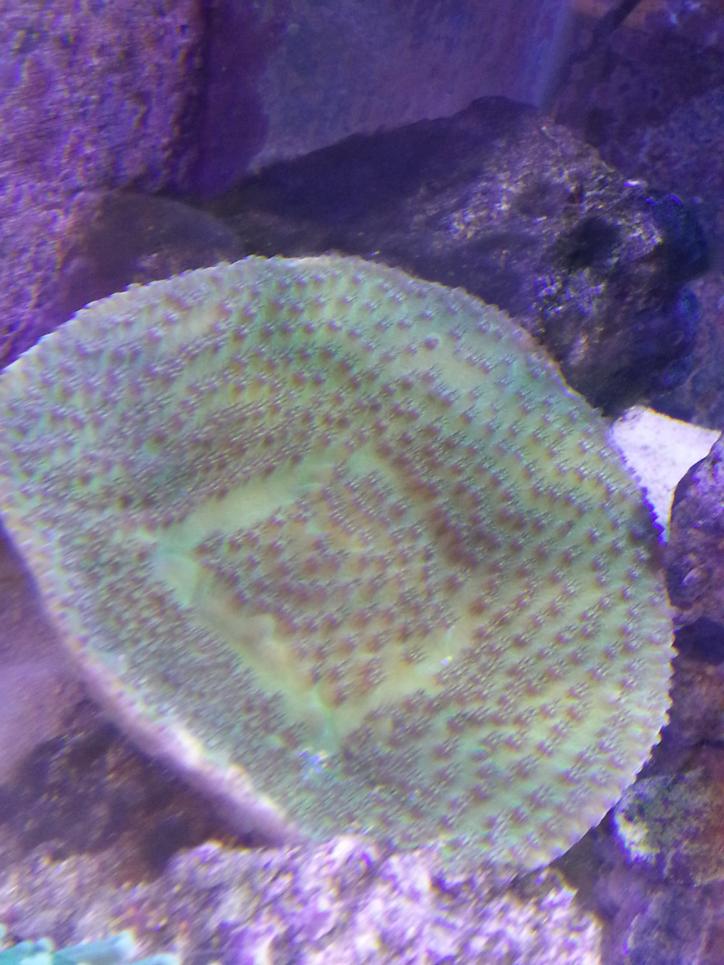 Green Plating Coral.jpg