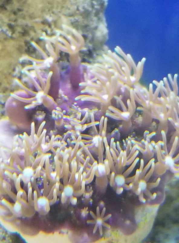 Green Polyp.jpg
