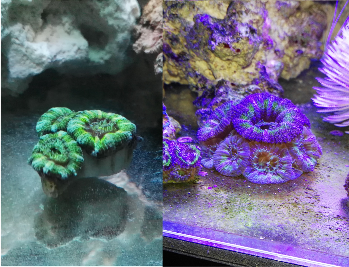 Green purple acan comparison feb12,2019.png