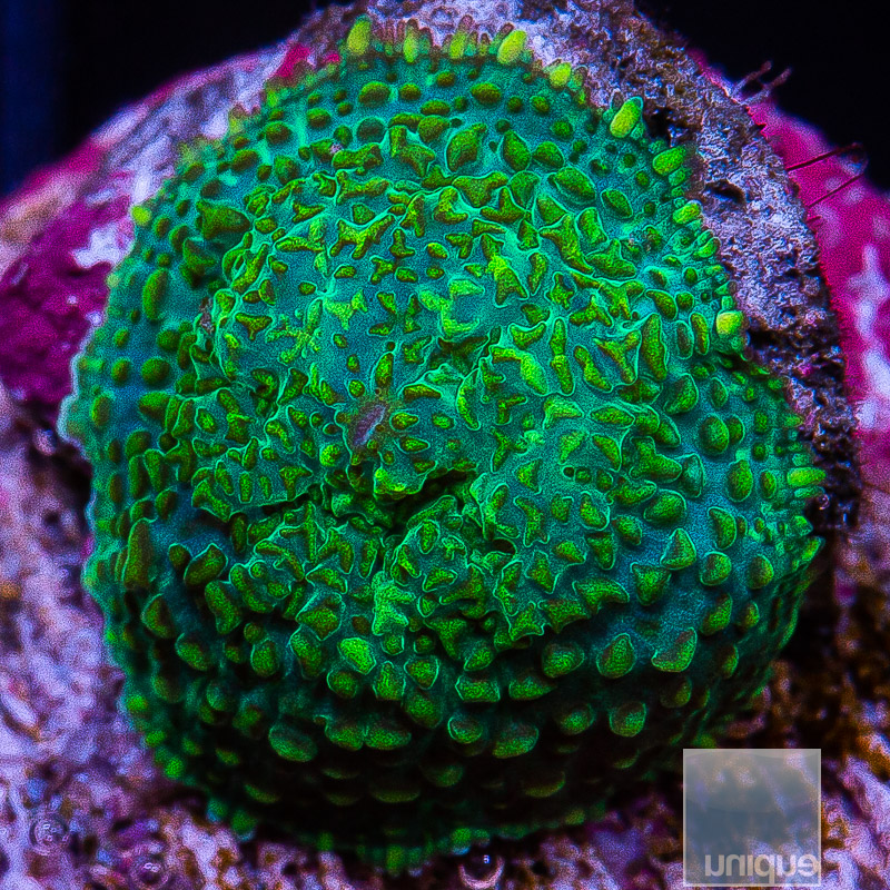 Green Rhodactis 59 28.JPG