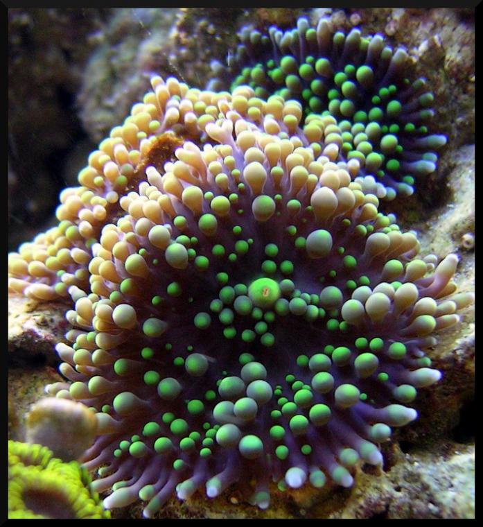 Green ric macro.jpg