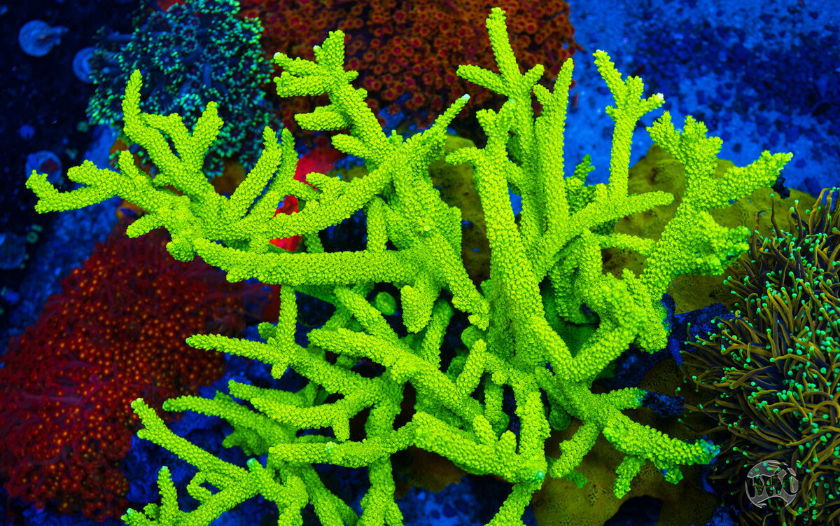 Green-Slimer-Acropora-9866-MC-sm.jpg