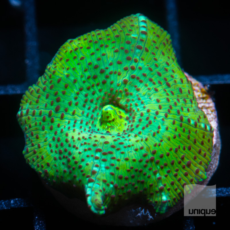 Green spotted discosoma 39 26.jpg