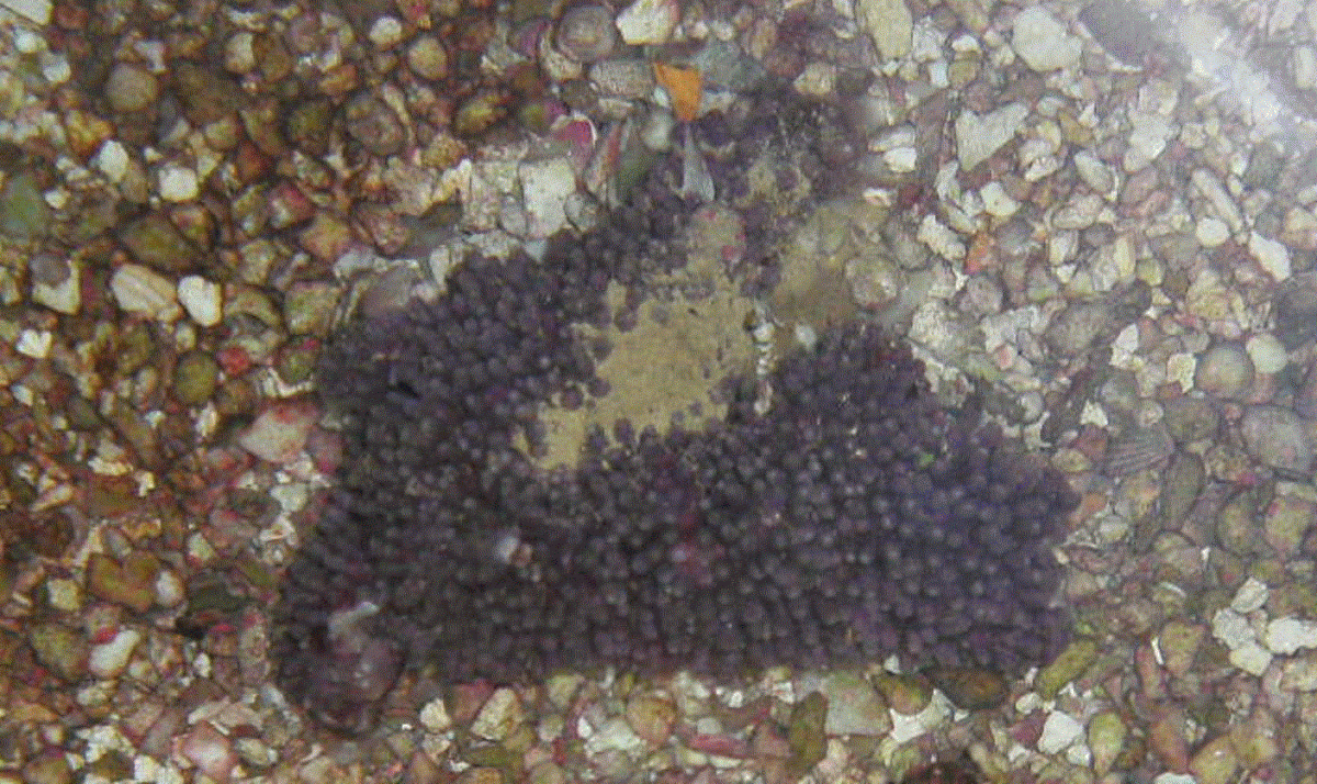green star polyp.gif
