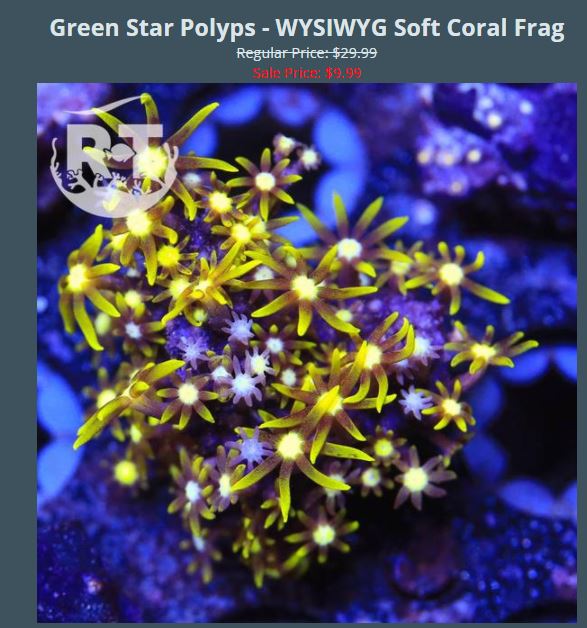 Green Star Polyps $30_$10.JPG