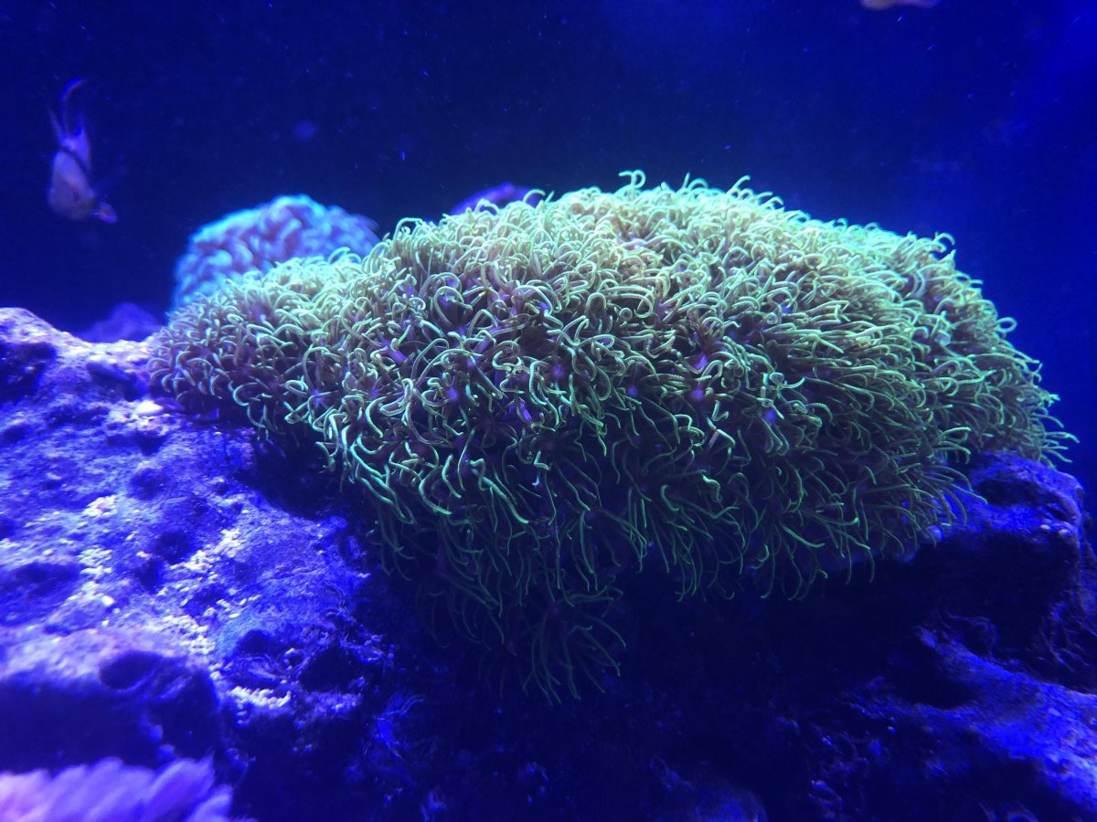 Please help, GSP all closed up | Reef2Reef