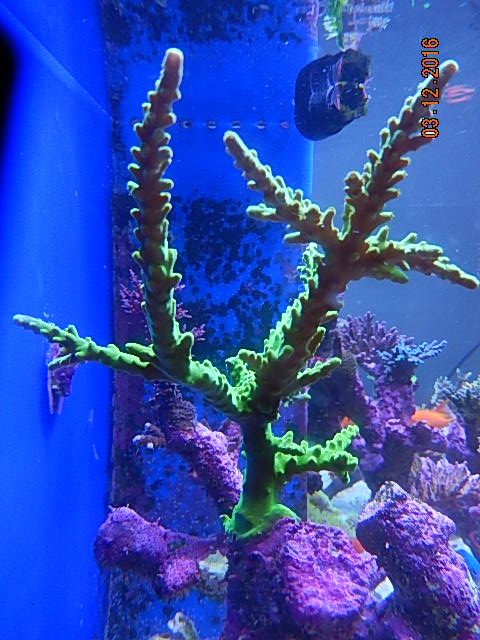 Green Tort.jpg