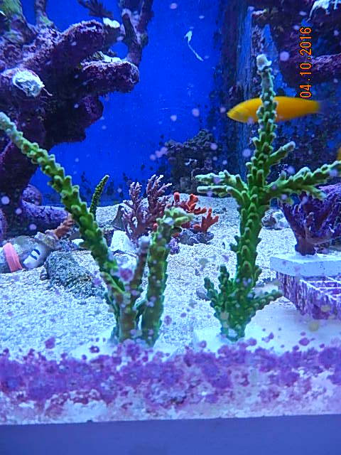 Green Tort.jpg