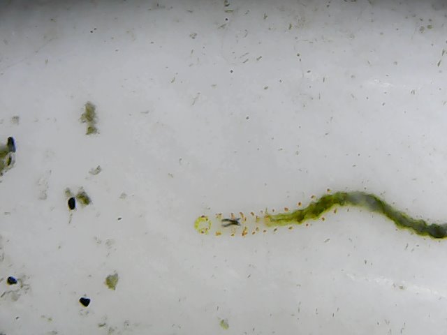 green worm on thermometer 2.jpg