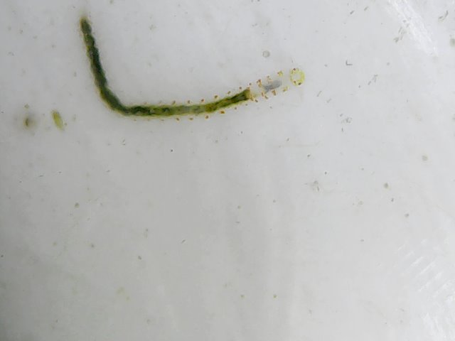 green worm on thermometer.jpg