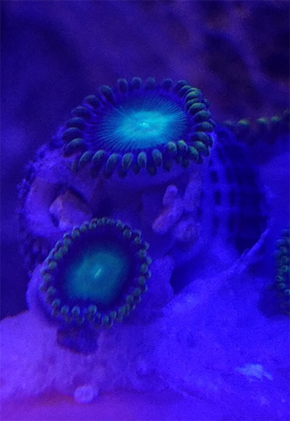 Green-Zoa's.jpg