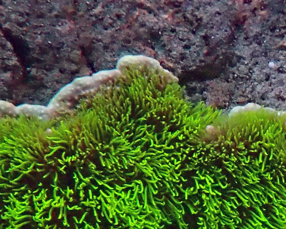 green1.jpg