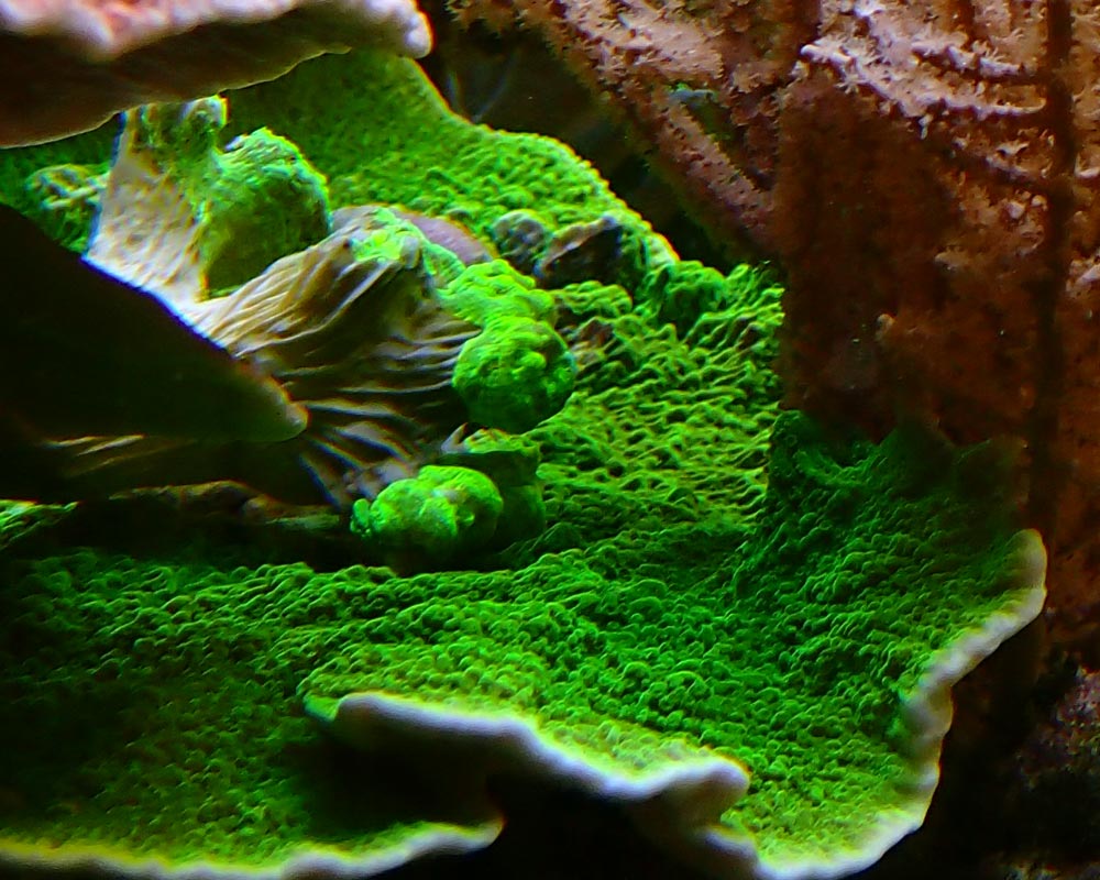 green1.jpg