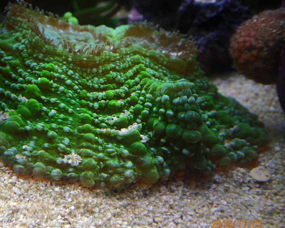 green1.jpg