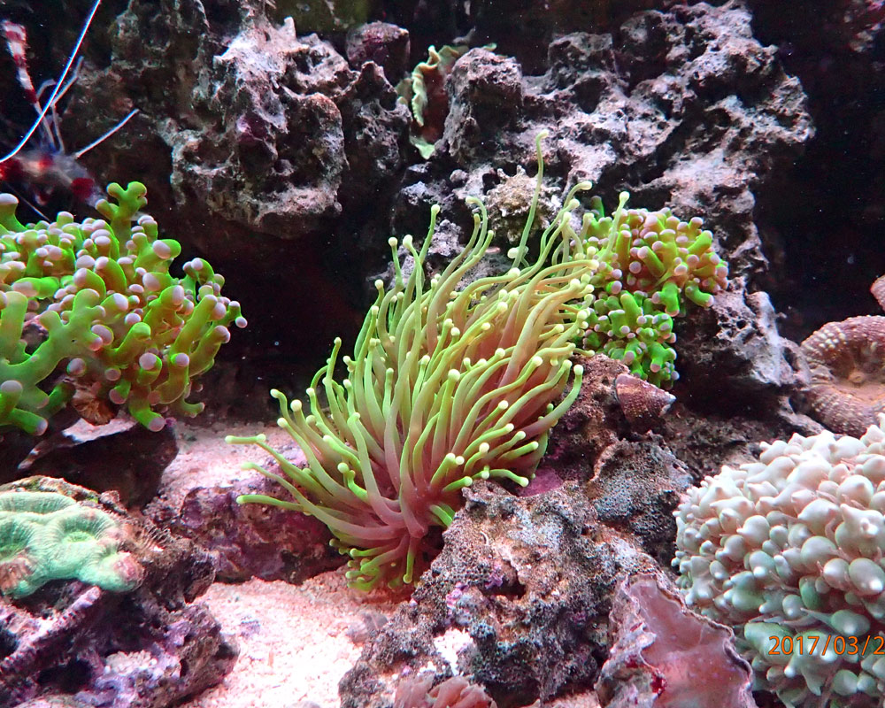 green2.jpg
