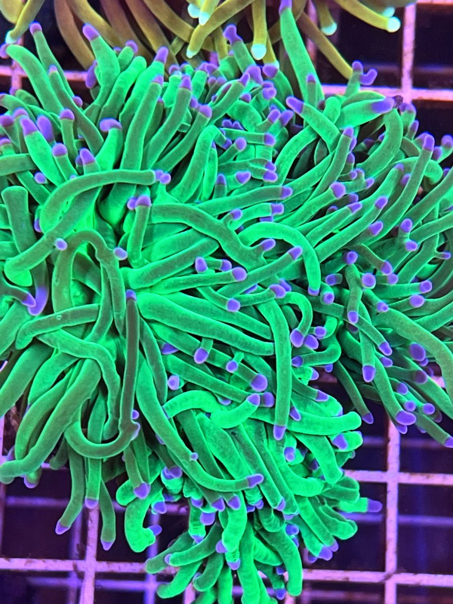 Green_blue_tip_torch2.jpg