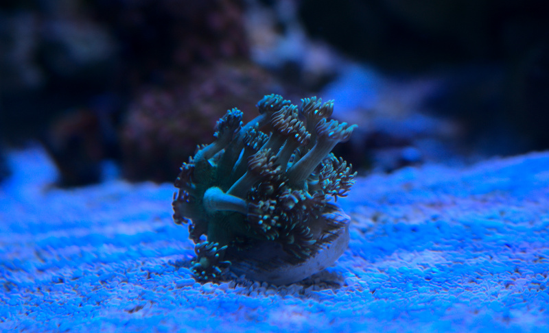 green_goni.jpg