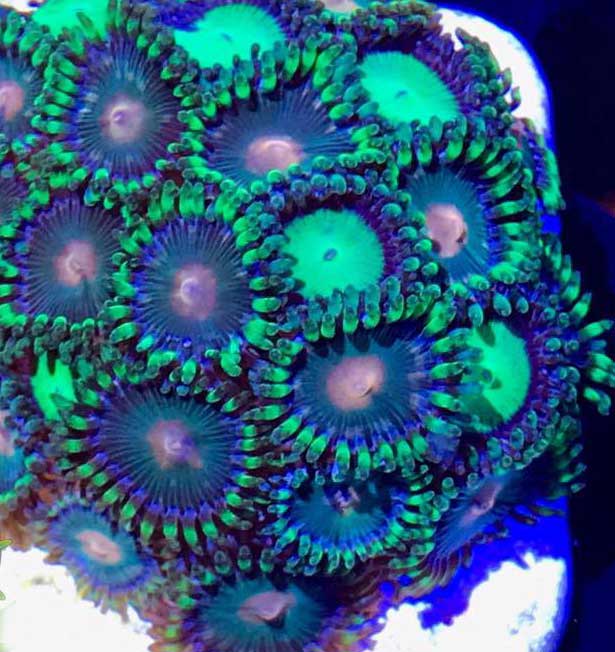 zoa ID: green bay and pink zippers? | REEF2REEF Saltwater and Reef ...