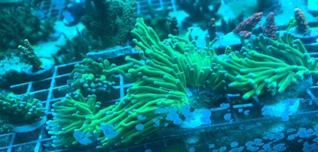 greenindo.jpg