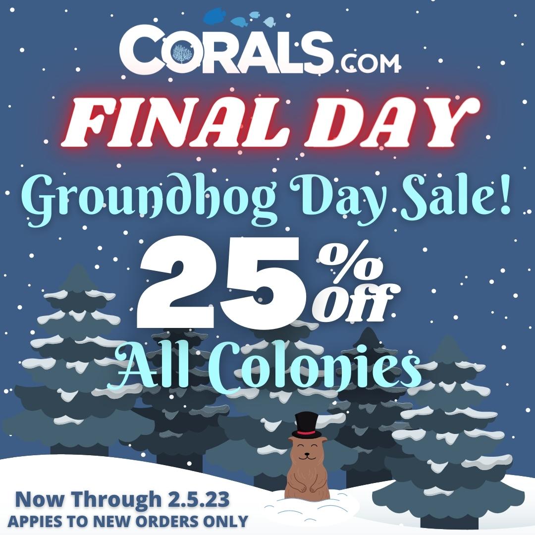 Groundhog Day Sale 23(1).jpg