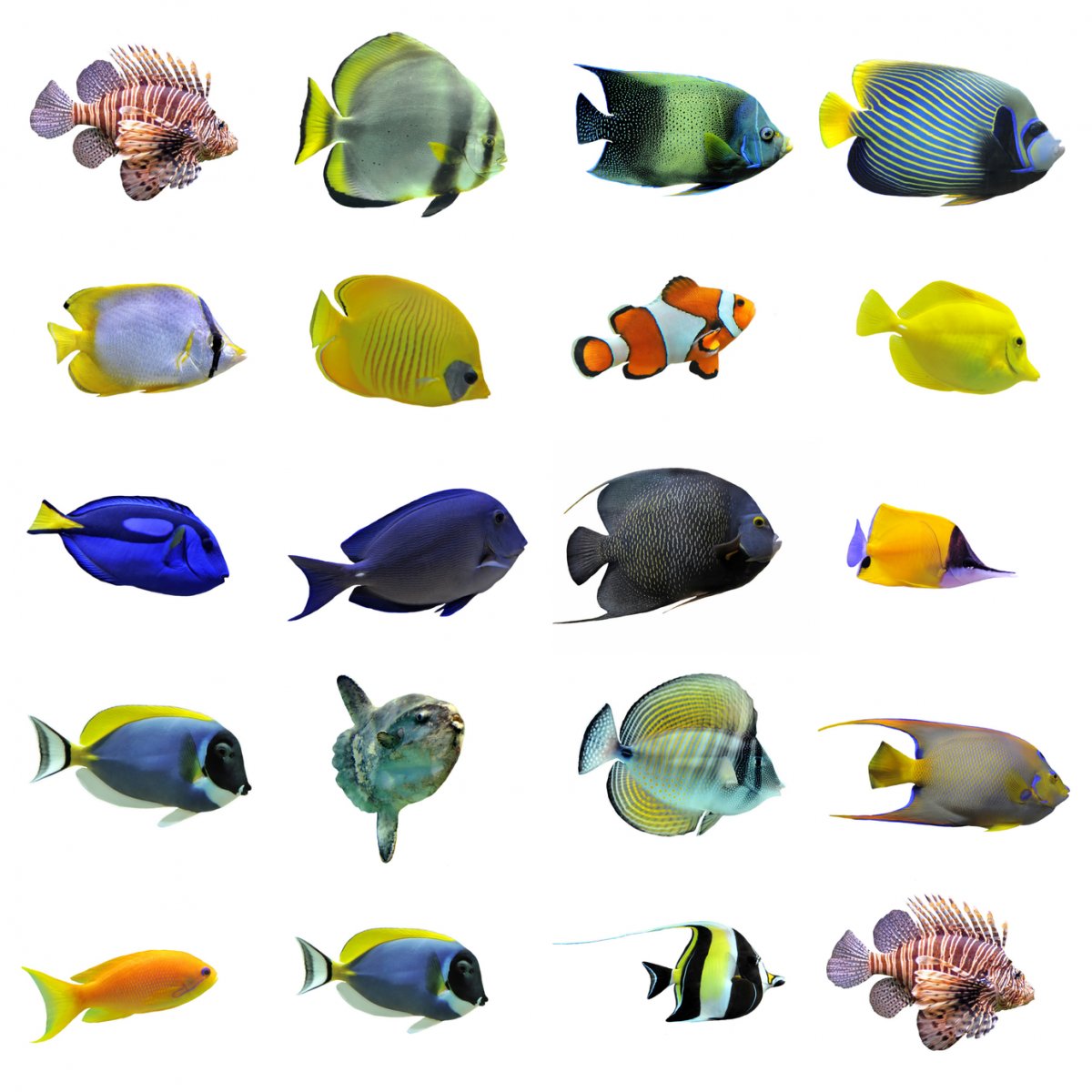group-of-fishes-000015974089_Medium.jpg