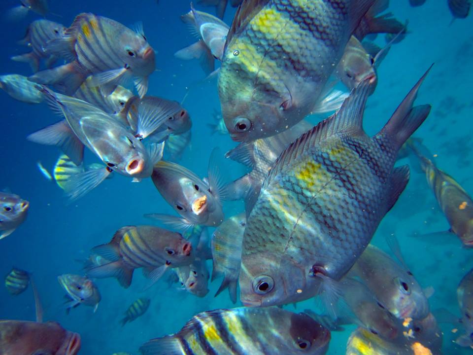 groupfish.jpg