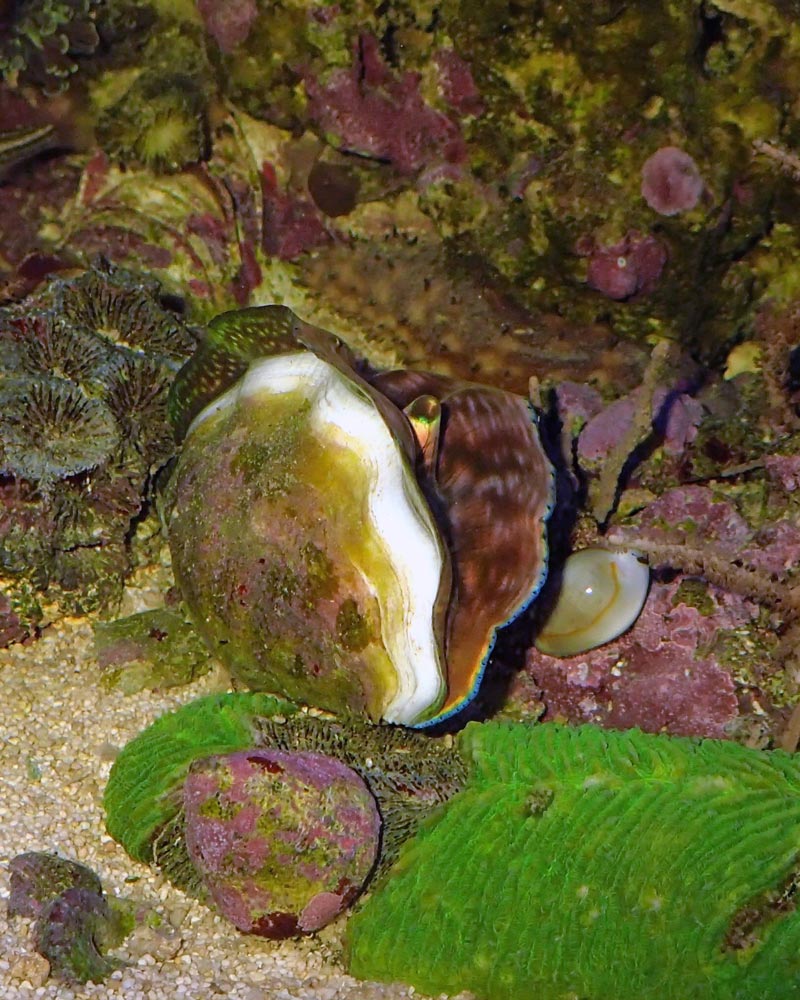 growth-clam.jpg