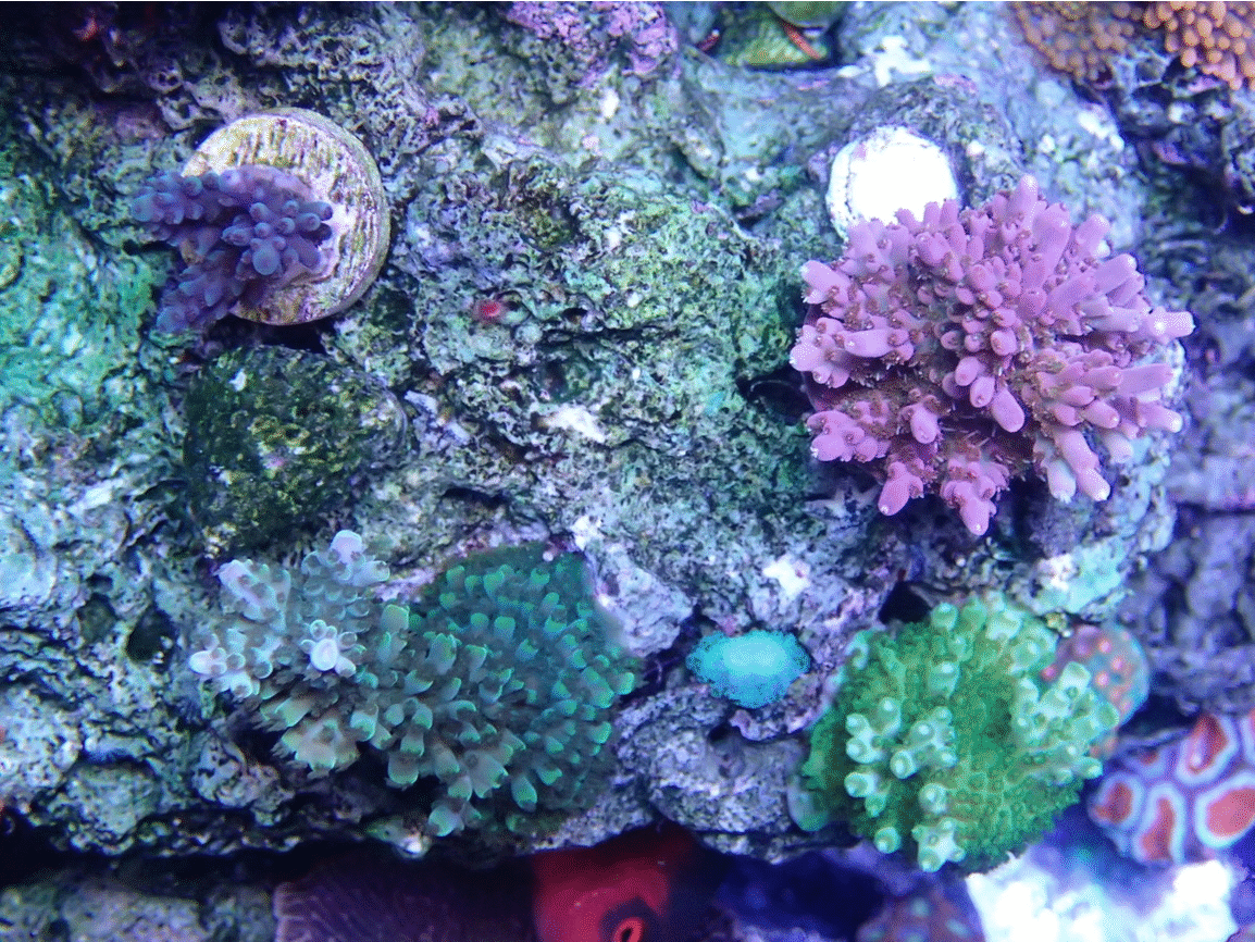 growth.gif