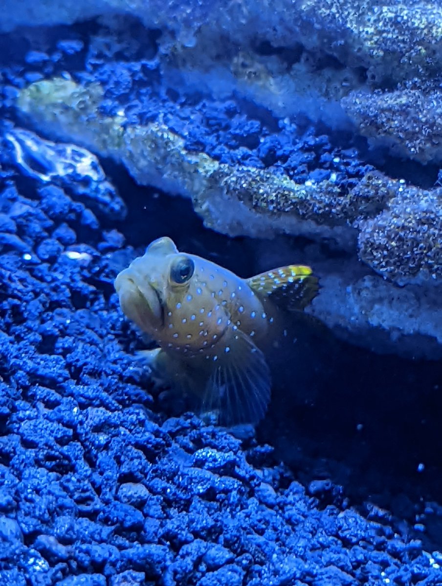 What are your favorite gobies/blennies? Show 'em off and tell us why ...