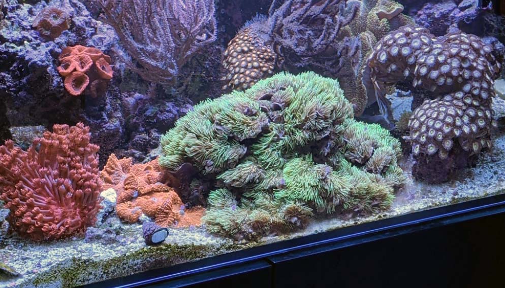 To GSP or not to GSP, that is the question | Page 2 | Reef2Reef