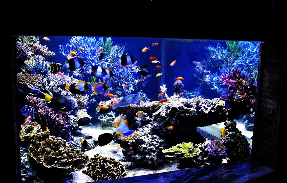 CONTEST - Official REEF OF THE MONTH Nomination Thread! | Page 3 ...