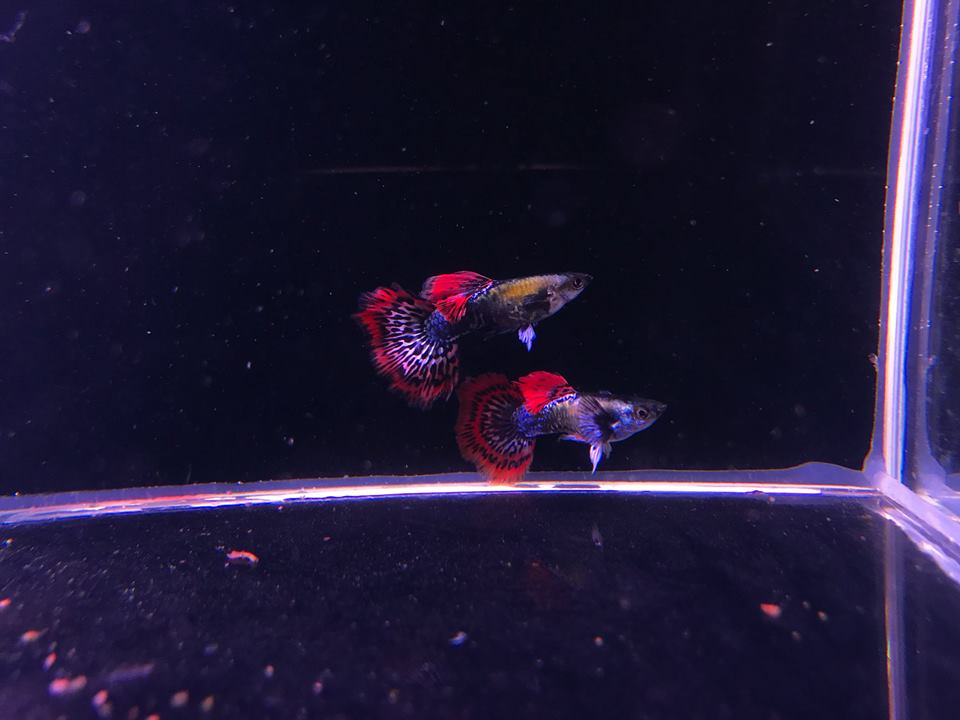 Guppies2.jpg