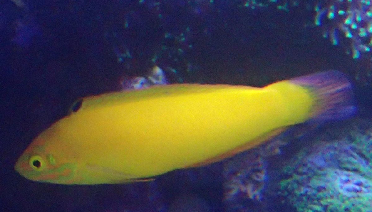 gylta.jpg