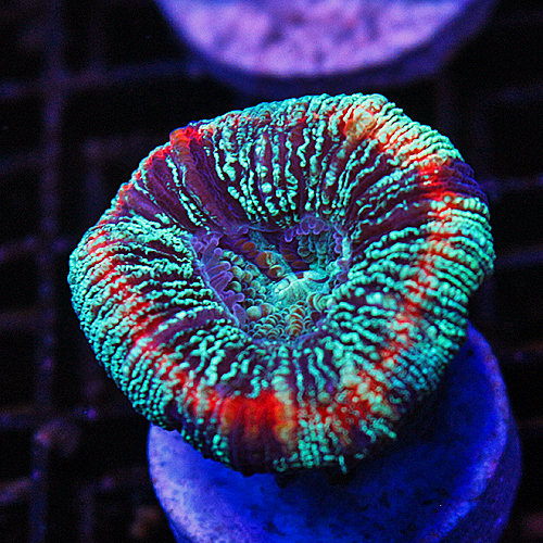 H16 Rainbow Brain Coral 99-69.jpg