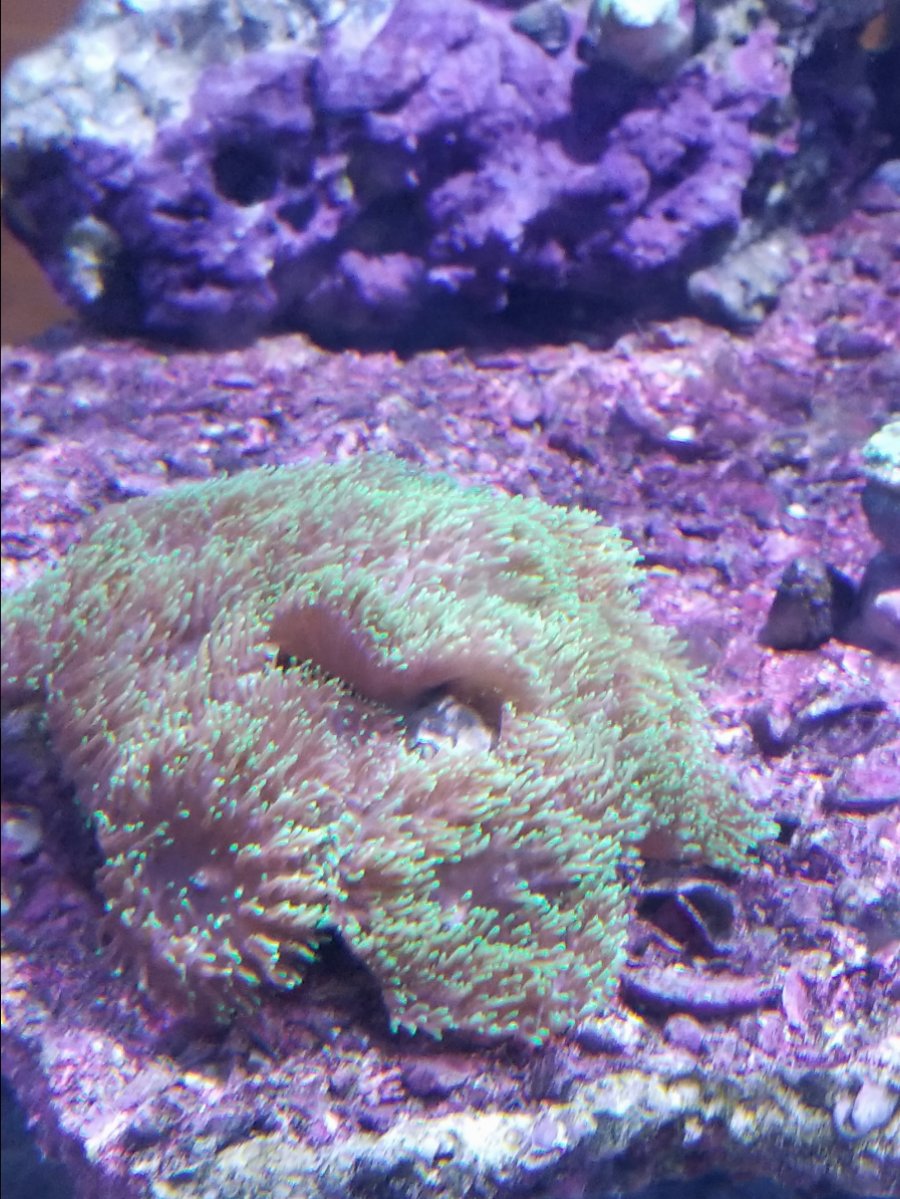 Hairy Coral.jpg