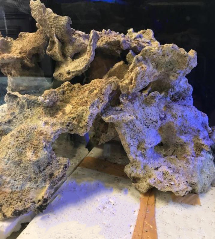 Haitian Rock at Aquarium Specialty with free shipping | REEF2REEF ...