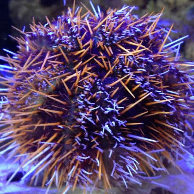 halloween-urchin.jpg