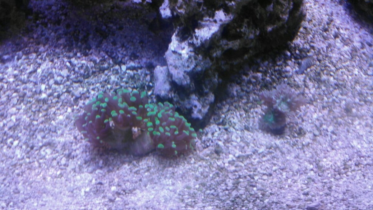 Hammer and duncan coral.jpg