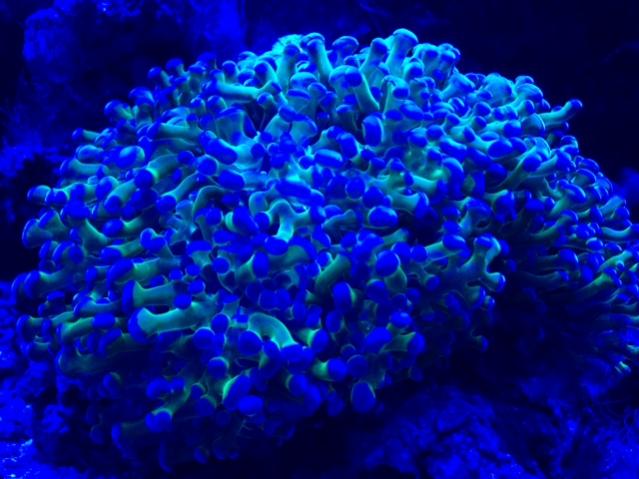 hammer coral 1.jpg