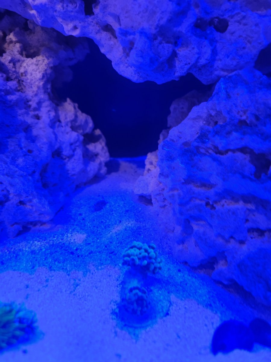 Hammer Coral 1.jpg
