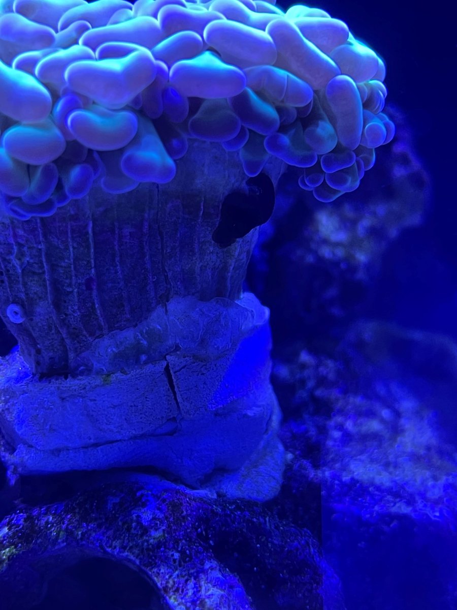Hammer coral 1.jpg
