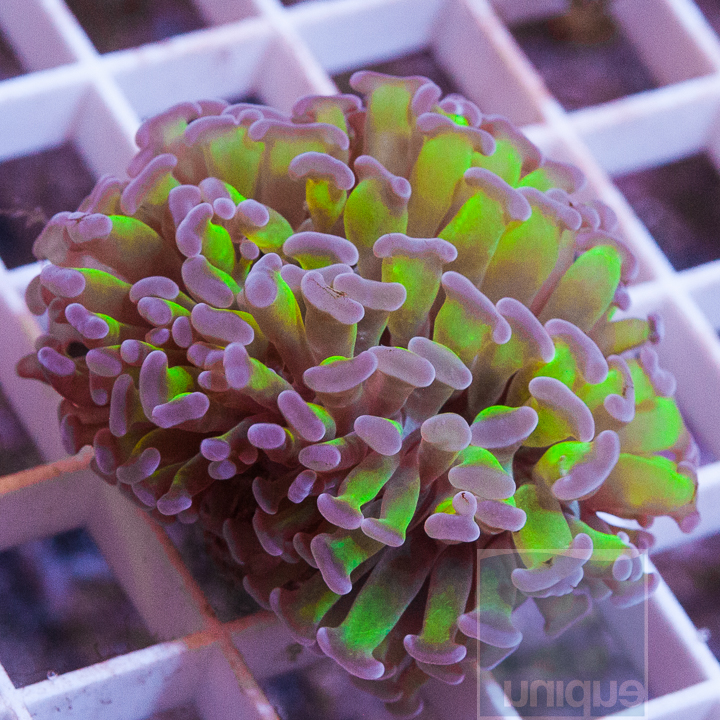 hammer-coral-19.jpg