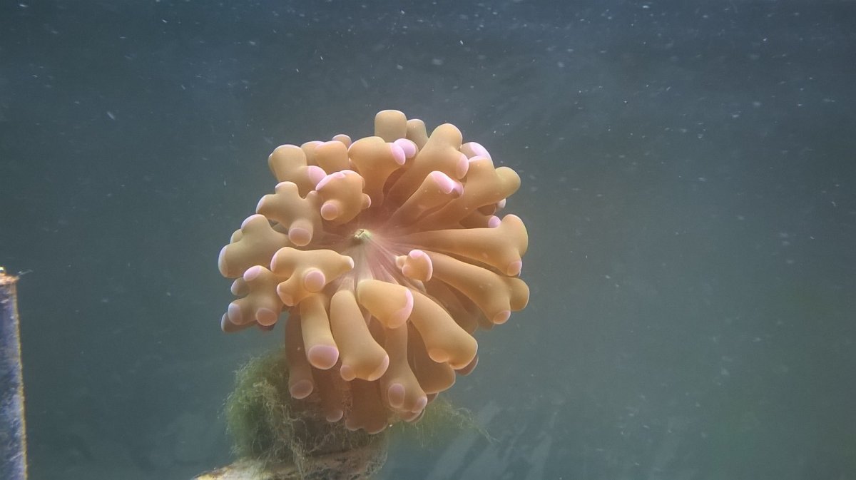 Hammer coral 2.jpg