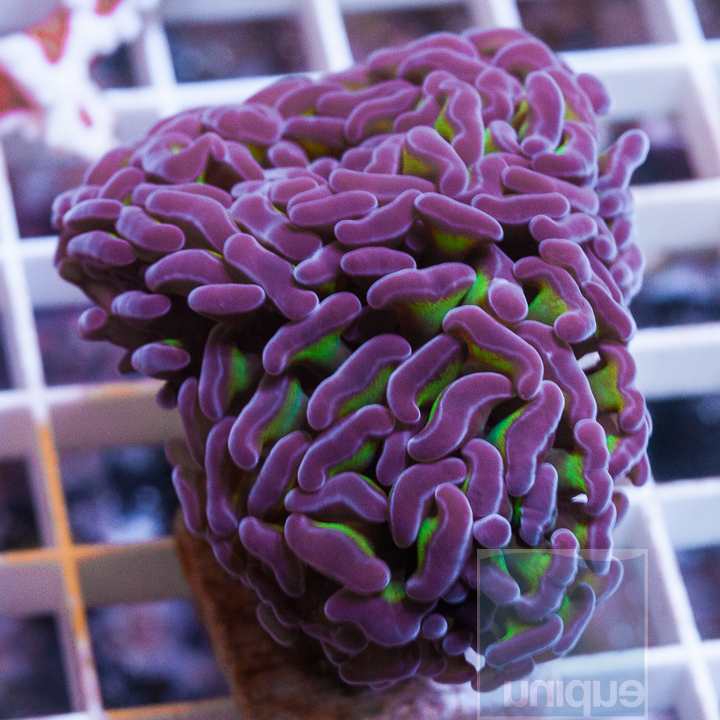 hammer-coral-29.jpg