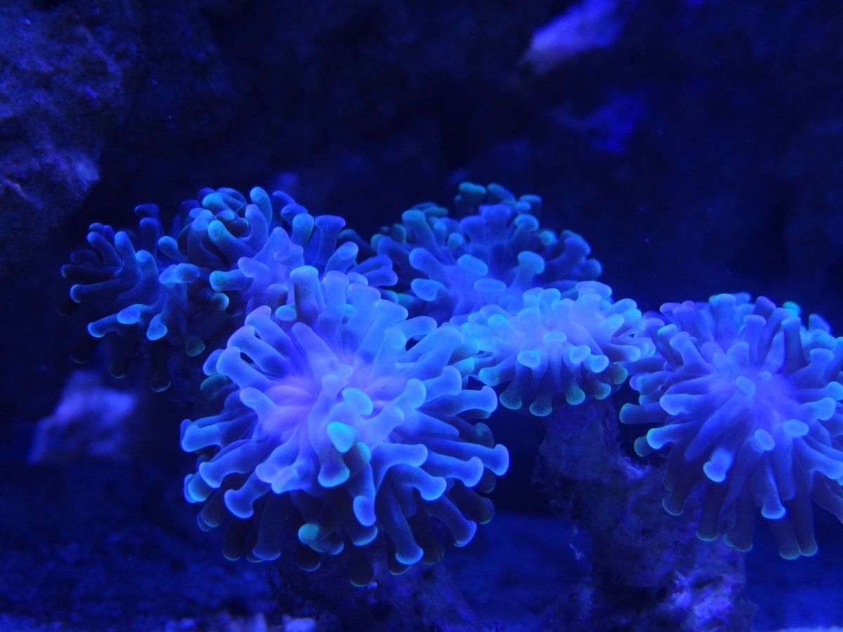 Hammer Coral 3 months.JPG