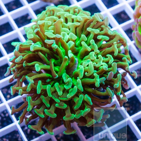 Hammer coral 39 66.JPG