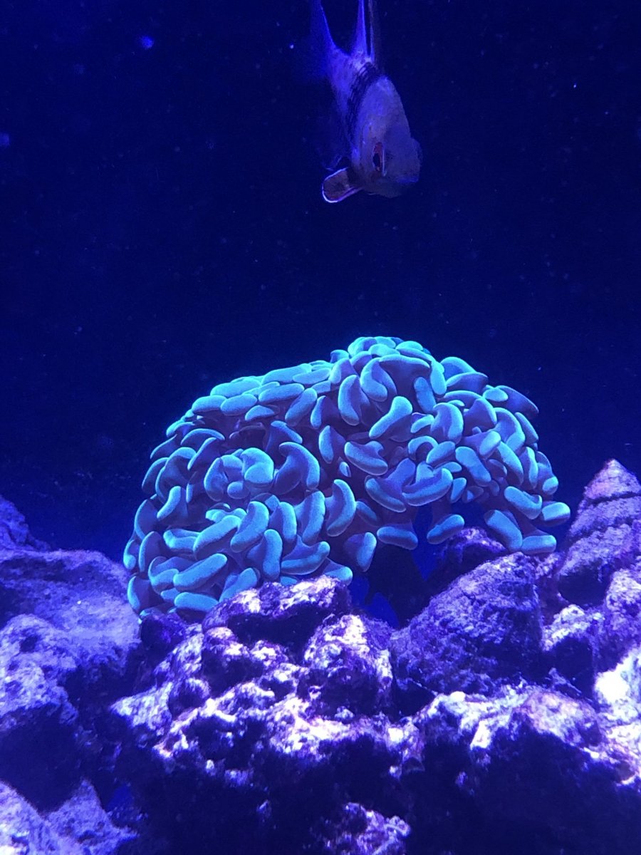 hammer coral.jpg